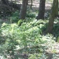 Paintball Arena (13)